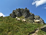 66 La cima del Ponteranica centr. con pecore al pascolo (2372 m)